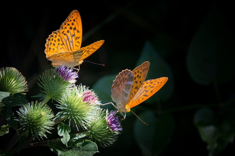 Butterfly effect
